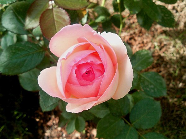 SNC00324+.jpg