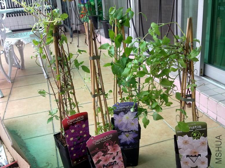 ������������������ȣ�С�����Բ��˺ô�һ��