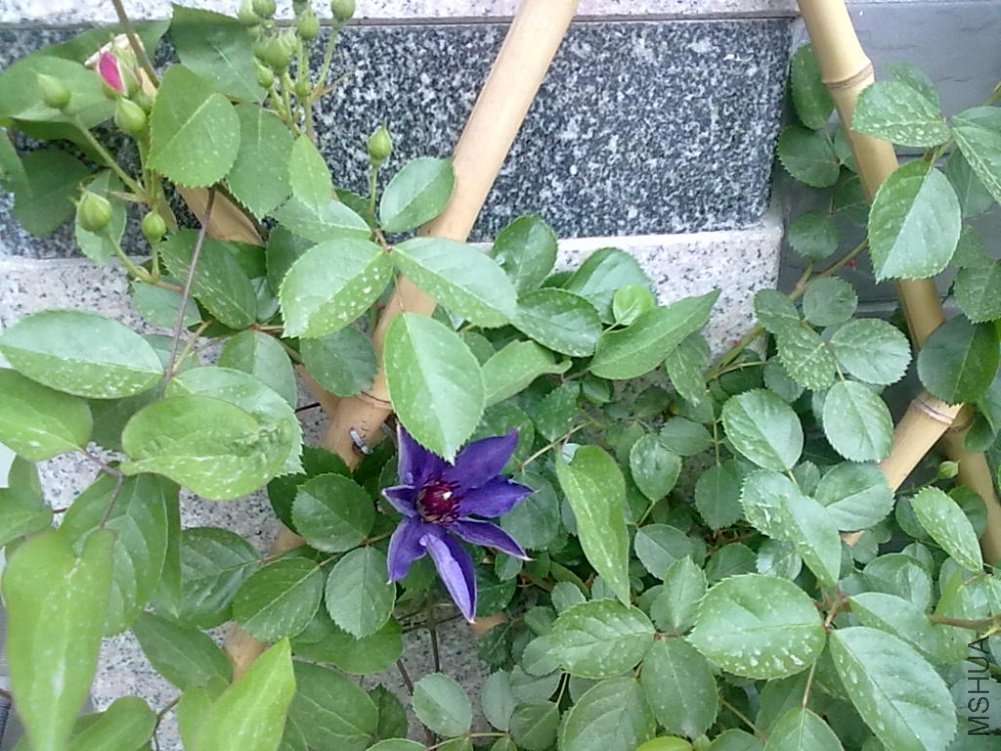 20110427510.jpg