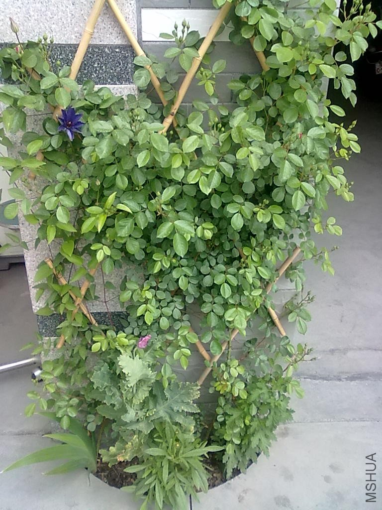 20110427509.jpg