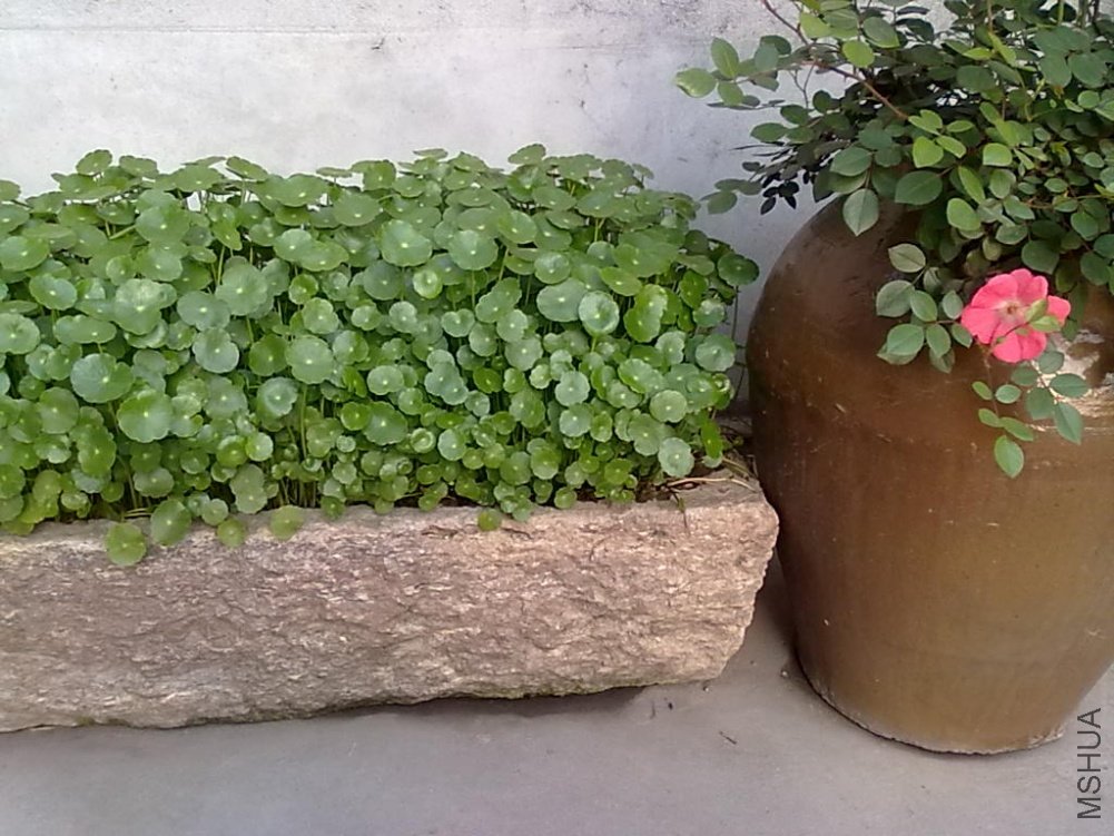 20110425501.jpg