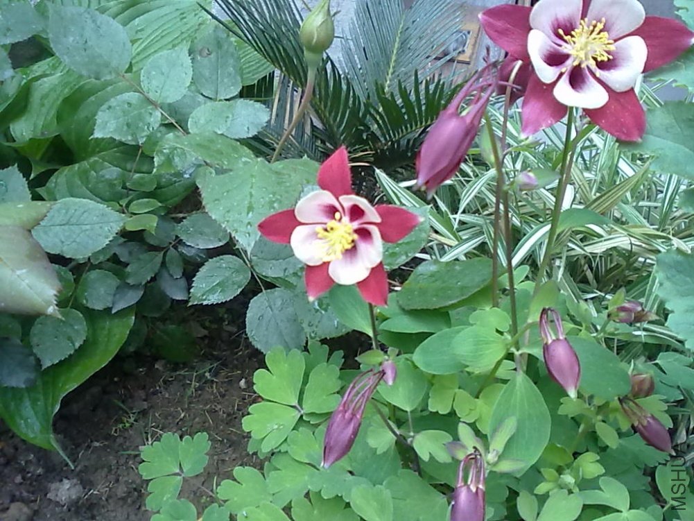 20110421475.jpg