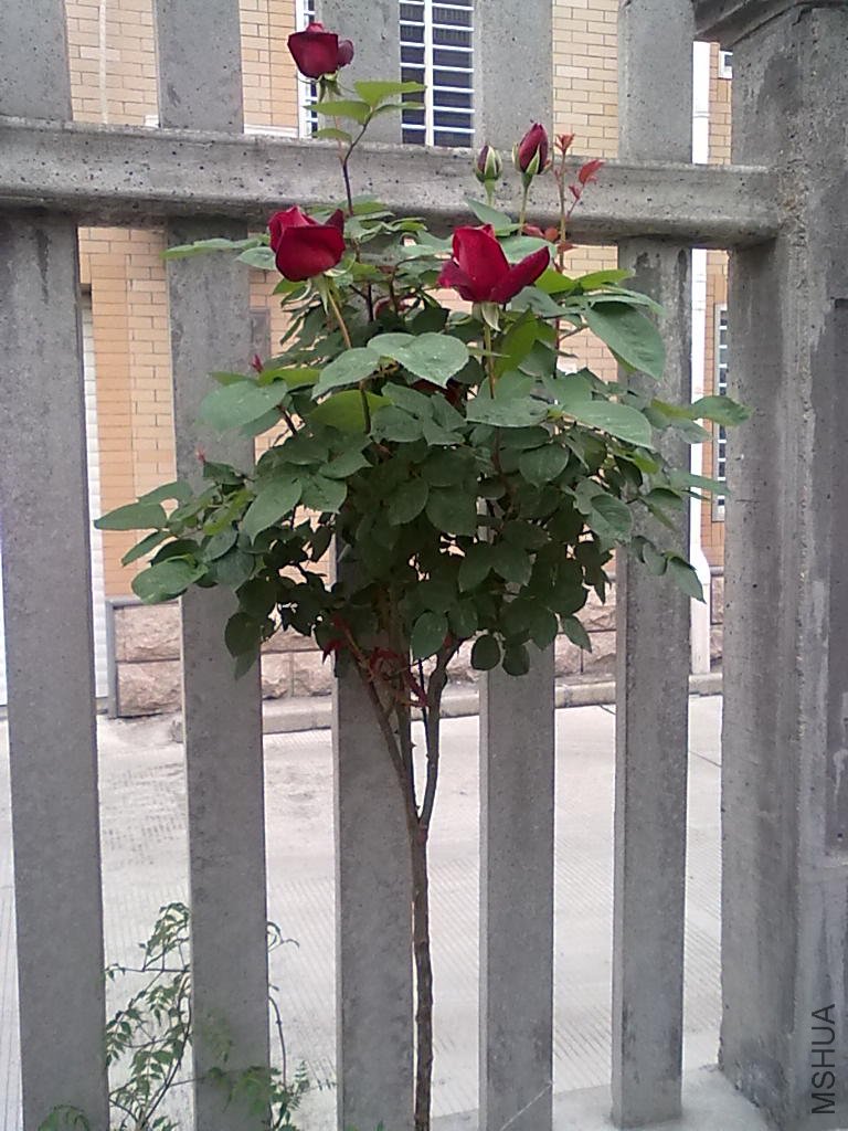 20110427525.jpg