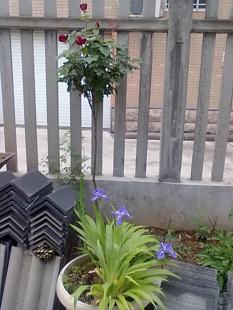 20110427519.jpg