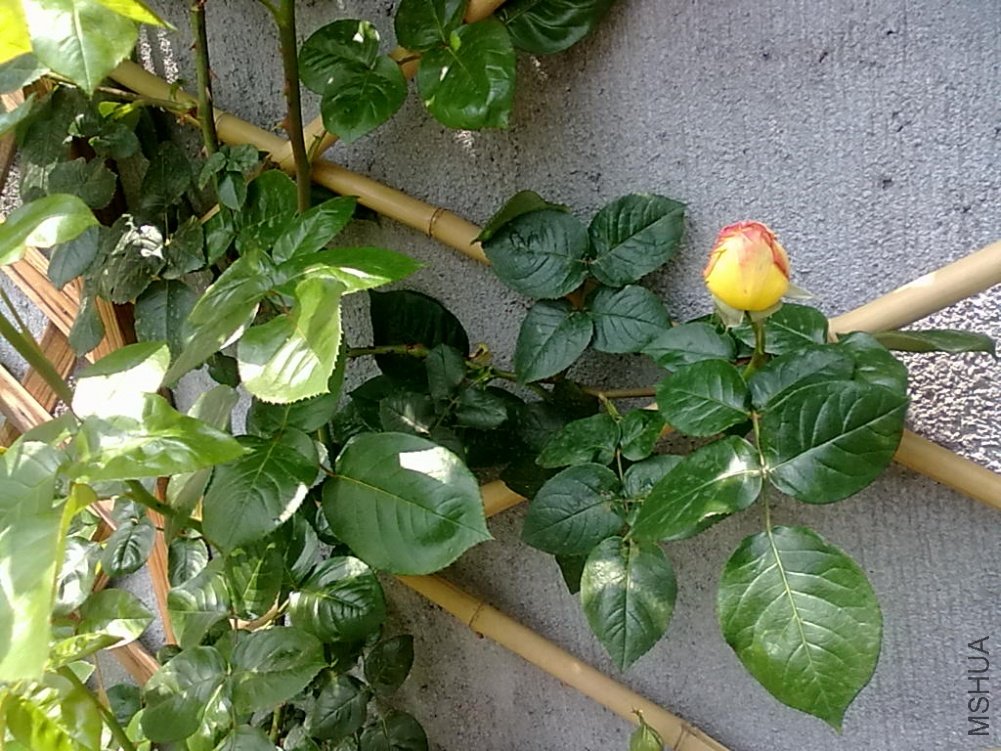 20110427507.jpg