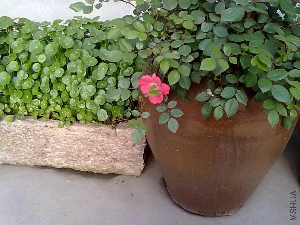 20110425499.jpg