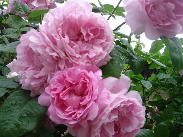 DSC07941.JPG