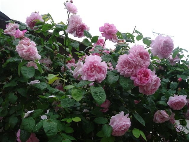 DSC07947.JPG
