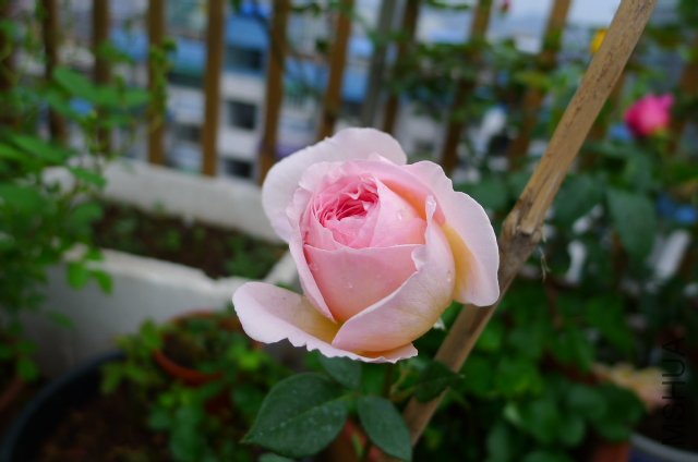 �ǲ�����