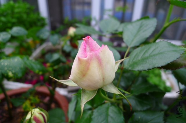 ��ɳ����