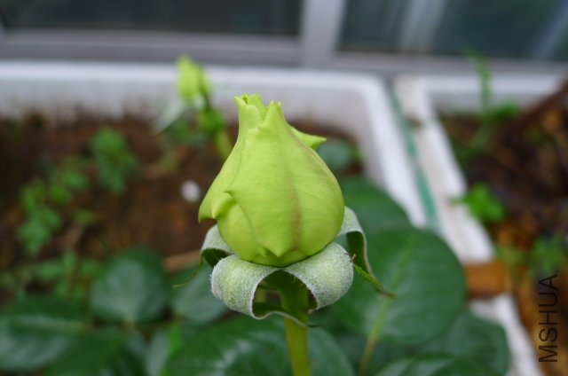 ���ŷ�»���ʲô