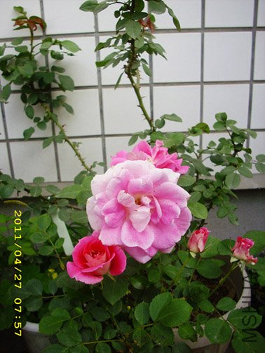 DSCI0059����.jpg