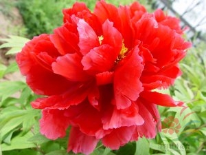 ����Ž�����ɫ��