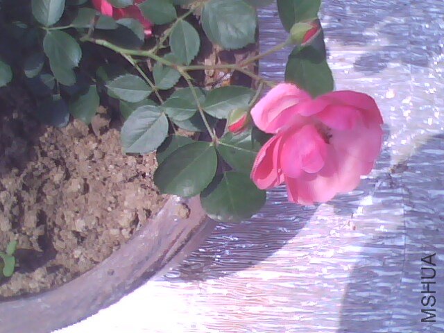 IMG2441A.jpg