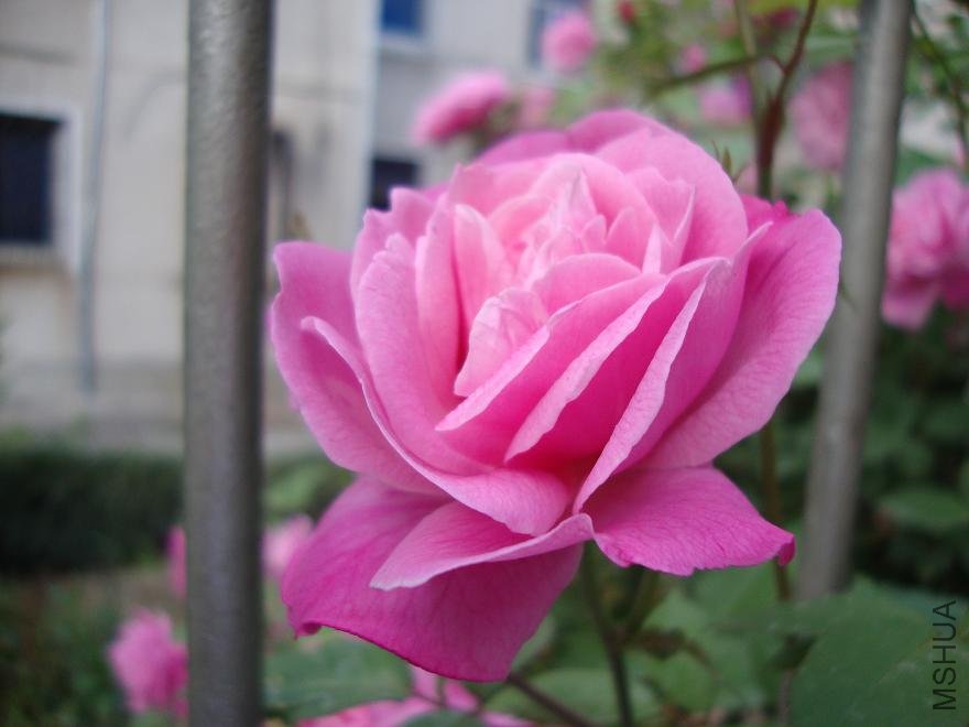 DSC01516.JPG
