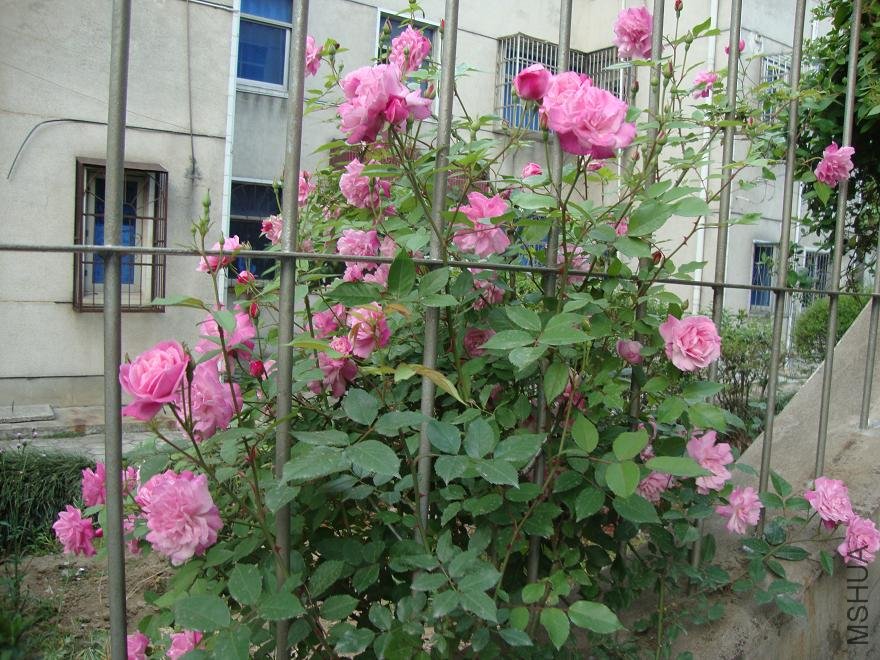 DSC01514.JPG
