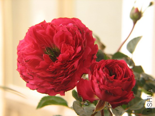 IMG_0457.JPG