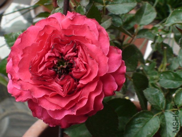 DSC02080.JPG