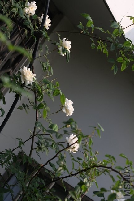 2011.4.25 004.jpg
