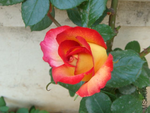 DSC06058.JPG