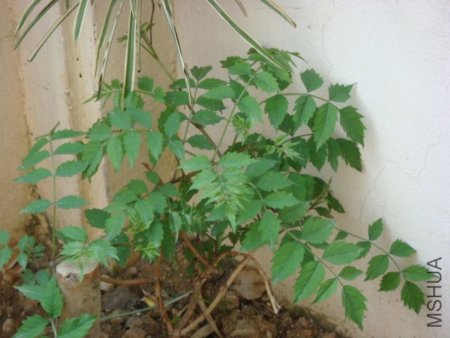 DSC06060.JPG