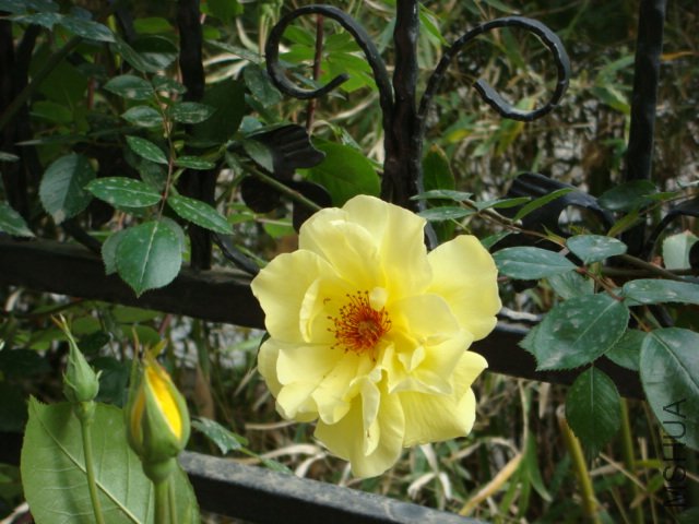DSC06061.JPG