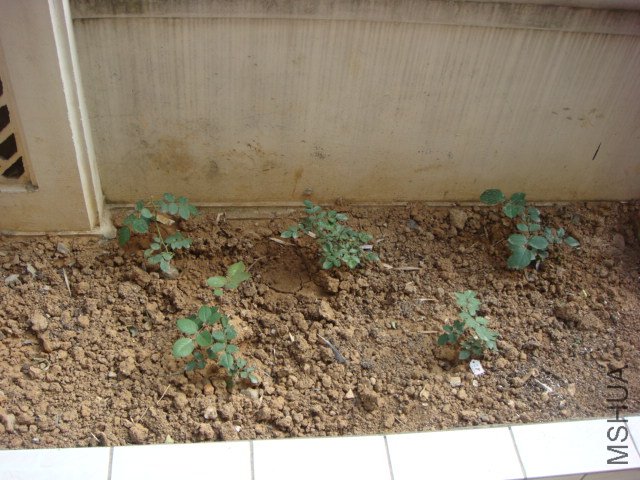 DSC06064.JPG