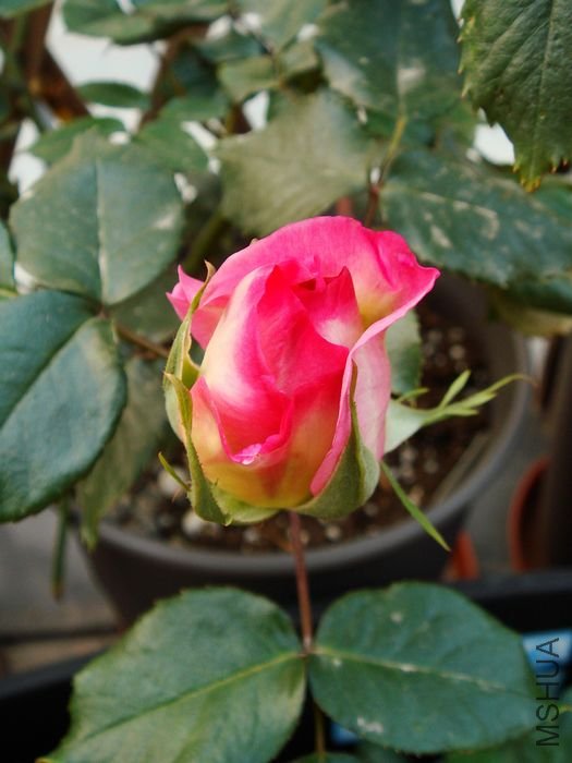 DSC00171.JPG