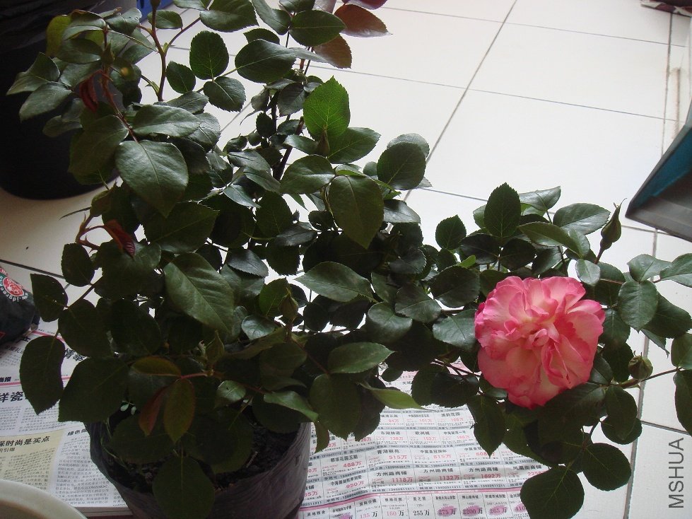 DSC04619.JPG