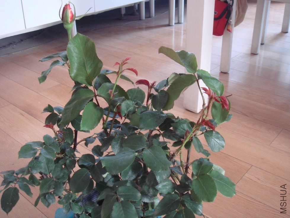 DSC04617.JPG