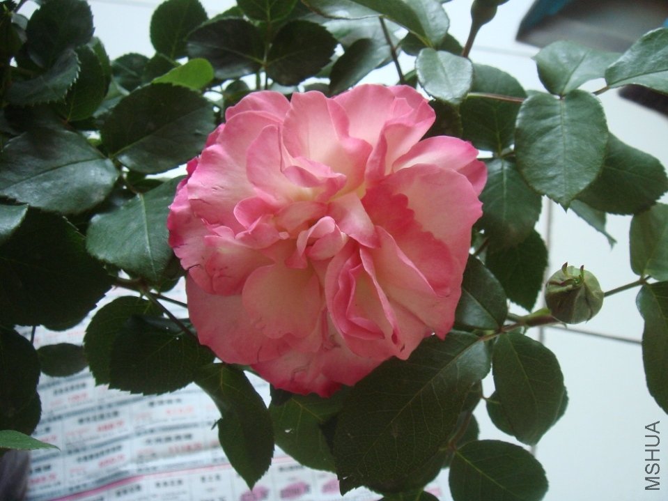 DSC04620.JPG