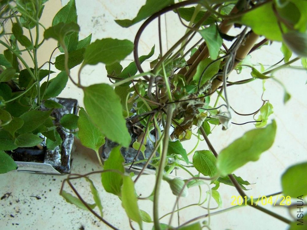 ������С 100_2673.JPG