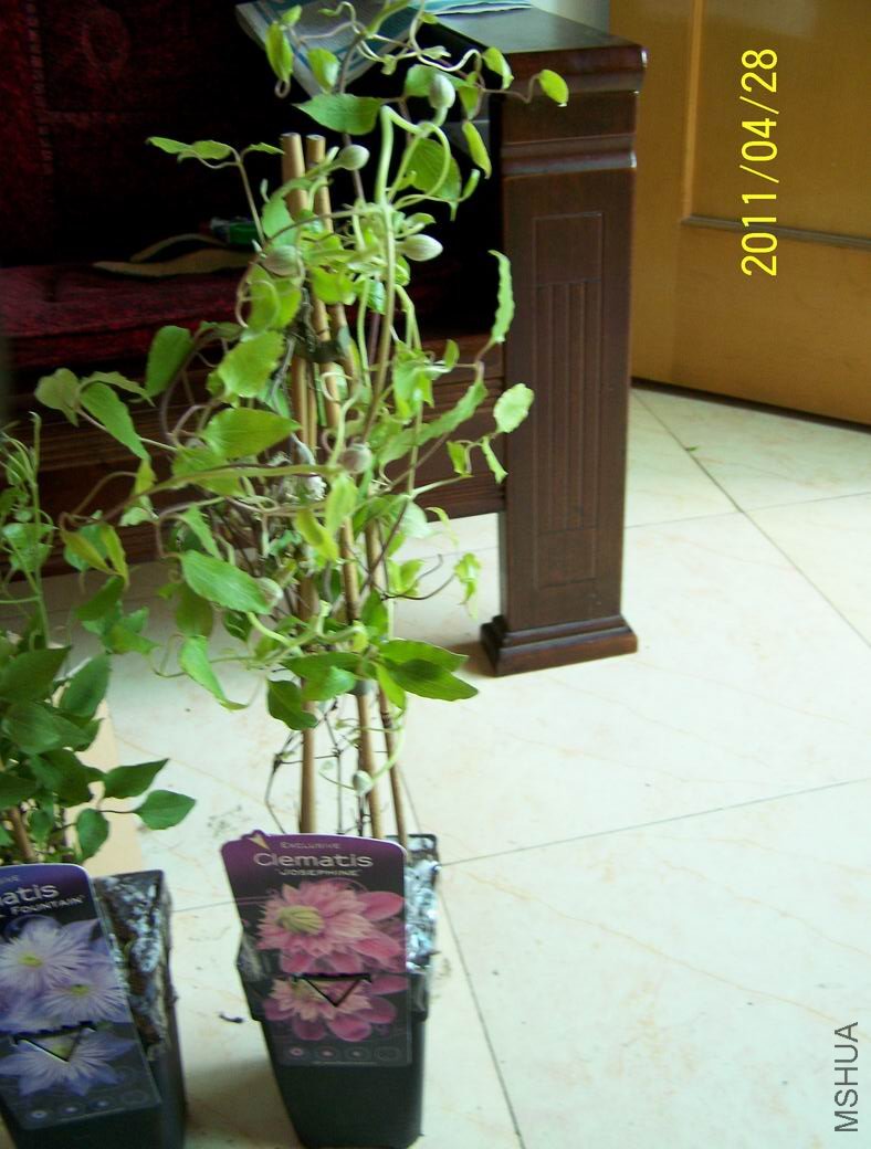 ��ת ������С 100_2672.JPG