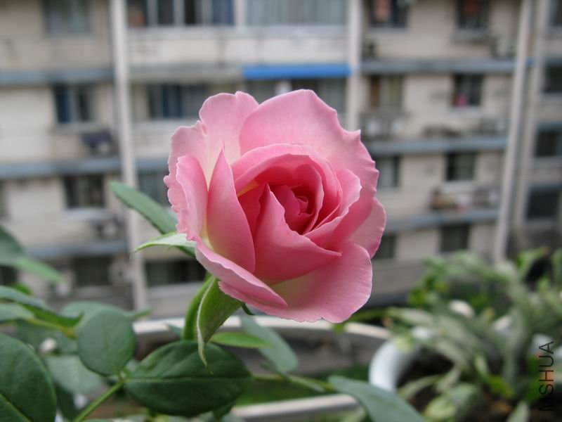��ݮ�����1.jpg