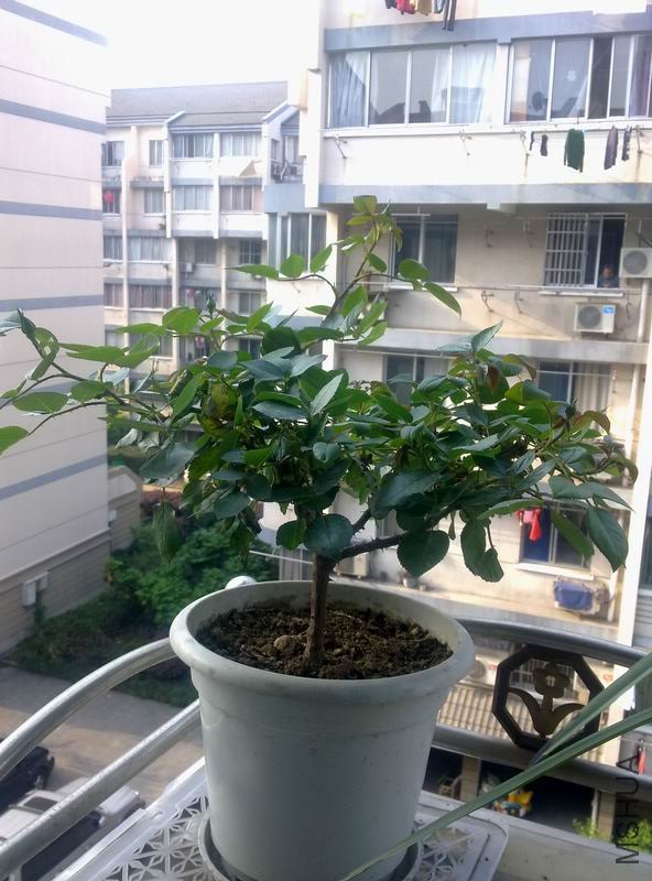 20110428082.jpg