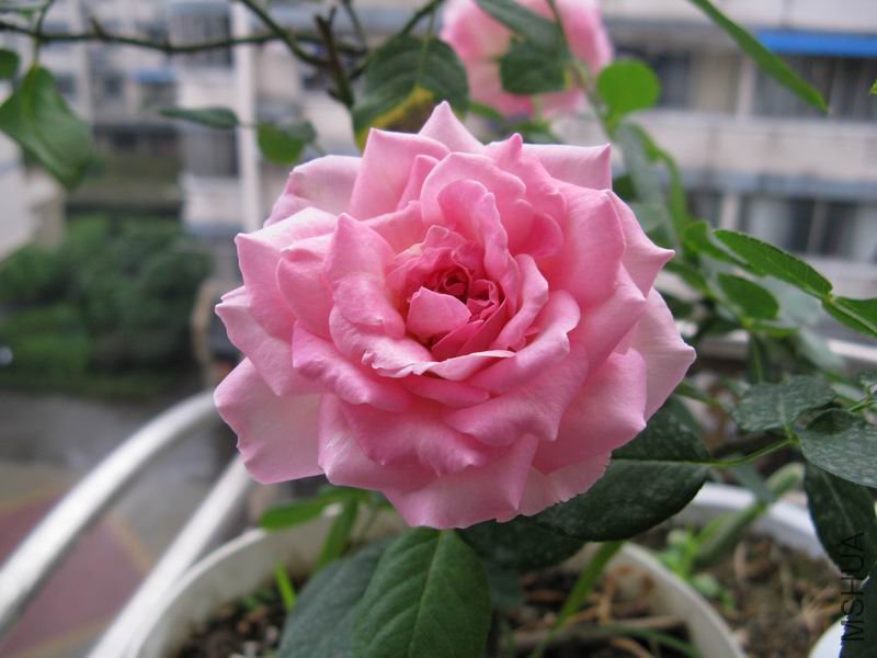 ��ݮ�����4.jpg