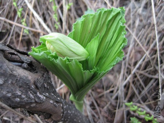 IMG_3252_����.jpg