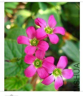 ��ֲë����Oxalis lasiandra