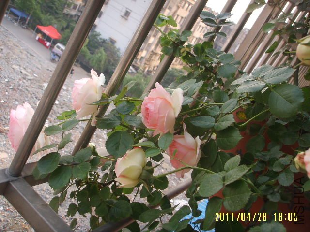 ��һ���Ҽҵ�С��ɳ~~bn 