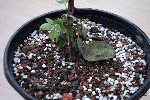 ��Ƭ 215_������С.jpg