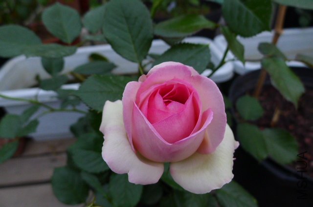 P1020009.JPG