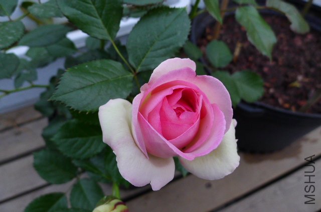 P1020010.JPG