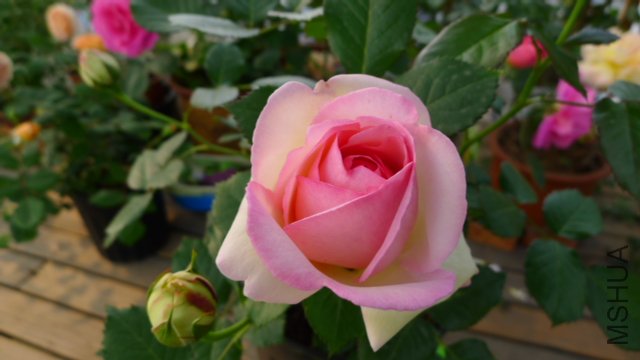 P1020095.JPG