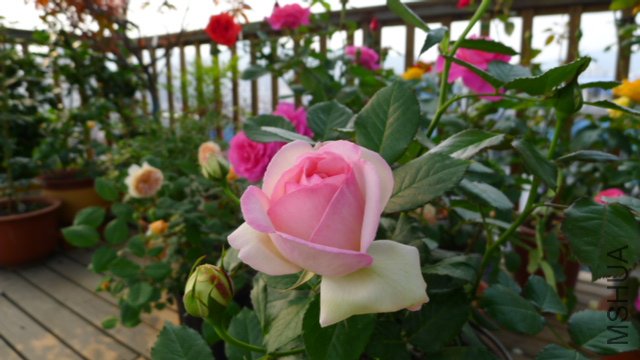 P1020090.JPG
