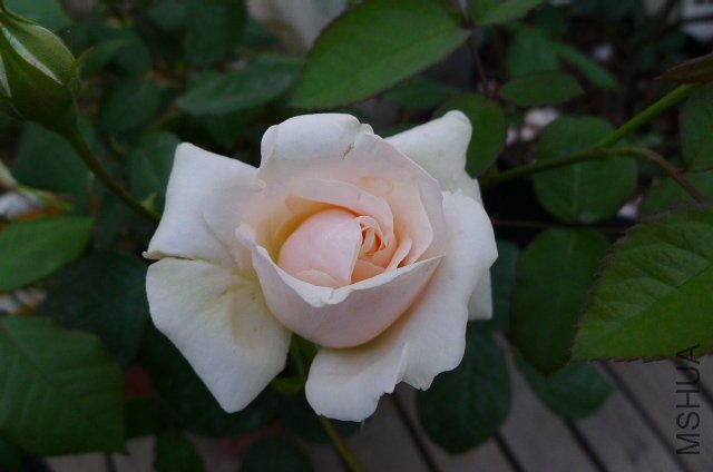 P1020007.JPG