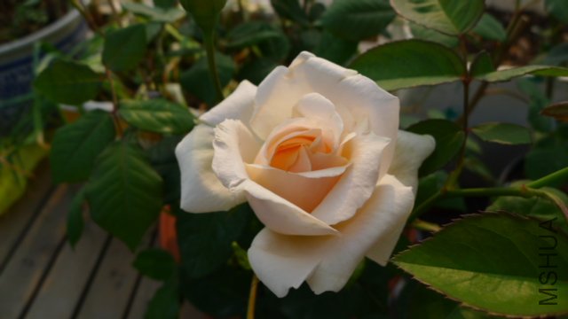 P1020044.JPG