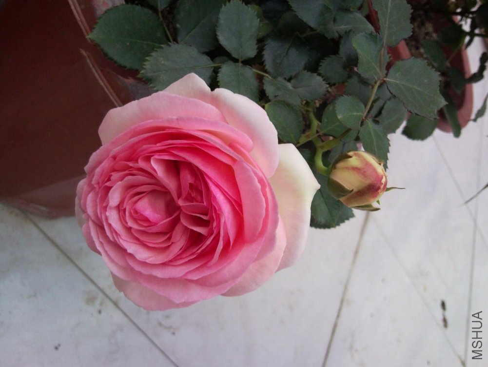SNC00303.jpg