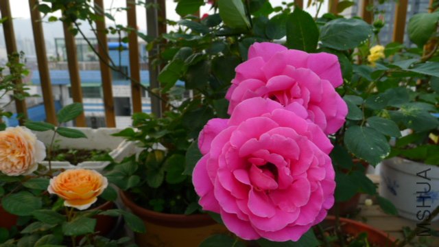 P1020048.JPG