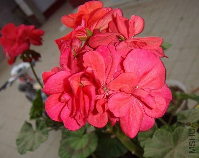 DSC00001.JPG