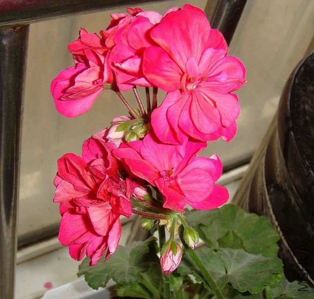 DSC00065.JPG